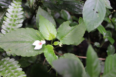 Impatiens cordata